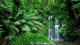 Nature Forest Wallpaper Australia