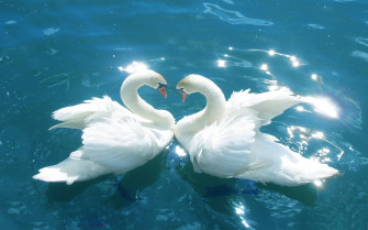 Nature Love Wallpaper