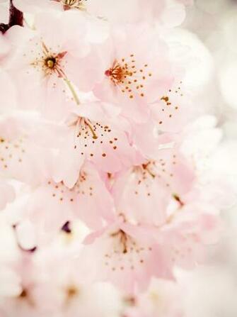 iPhone Wallpaper Cherry Blossom iPad