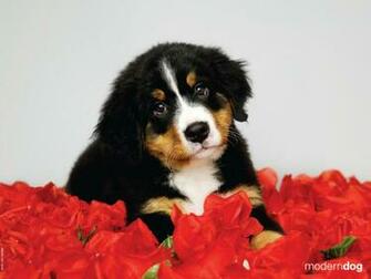 Dog Wallpaper Full HD Festival