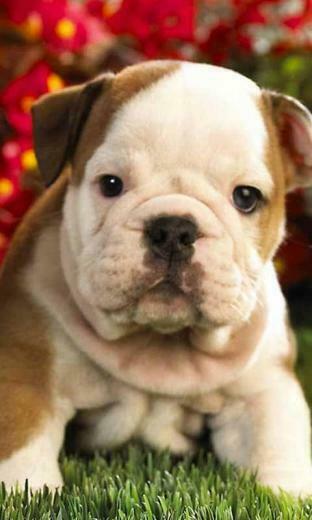 Cute Puppy Live Wallpaper Screenshot
