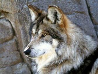 Wallpaper Wolf In Winter