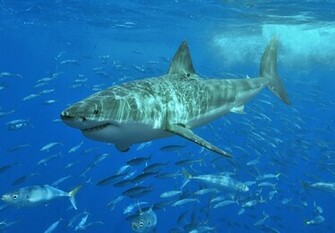 HD Great White Shark