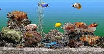 Aquarium Screensaver Windows Best HD Wallpaper