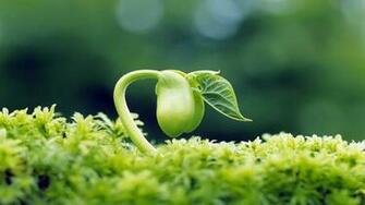 Spring Season In Many Resolutions Bellow
