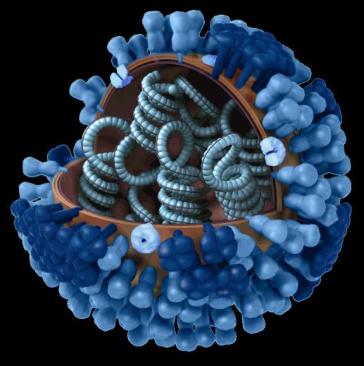 Image Of Influenza Viruses Cdc