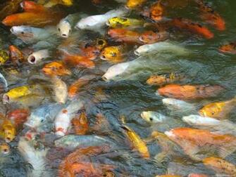 Desktop Photos Beautiful Flowers For Your Wallpaper Neat Fish