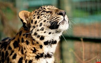 Cheetah HD Wallpaper For Desktop Background E Entertainment