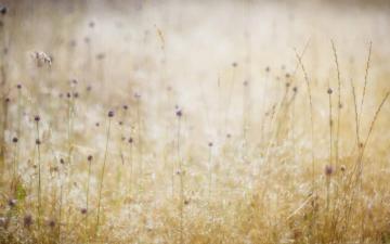 Field Od Wildflowers Macbook Air Wallpaper Allmacwallpaper