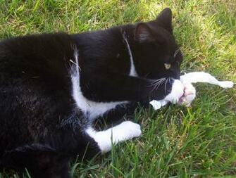 Oreo Cats Photo