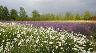 Field Of Wildflowers Wallpaper