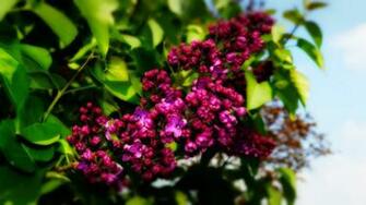 Wallpaperland Lilac Spring Nature Flowers Desktop And Mobile