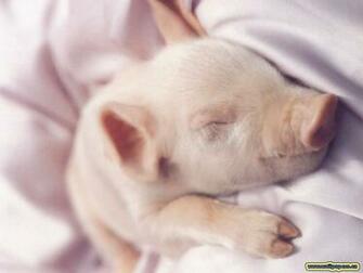 Pigs Wallpaper