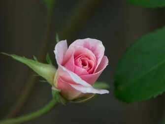 Flowers Rose Pink Black Desktop Wallpaper Hq Photo