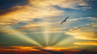 Bird Flying Sunset Evening Clouds Beautiful Sky 5k Wallpaper