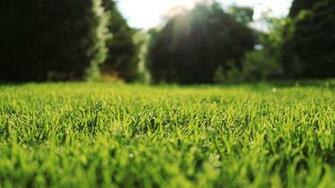 Green Grass HD Wallpaper Background Image Id