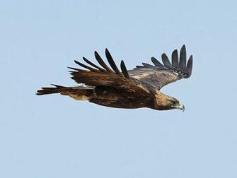 Golden Eagle Wallpaper Desktop Image