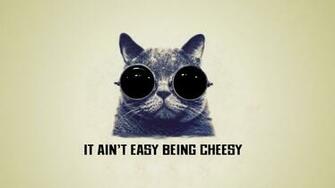 Cool Cat Wallpaper
