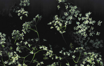 Dark Floral Background Wallpaper