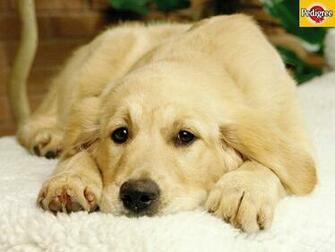 Golden Retriever Wallpaper