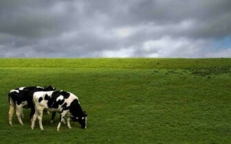 Cow Wallpaper Cows