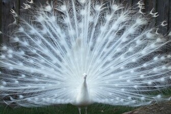 Beautiful White Peacock Wallpaper