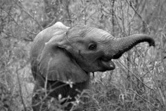 Wallpapercastle Blue Paper Elephant Desktop Wallpaper Html