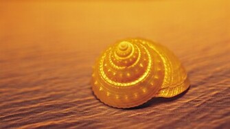 Seashell Wallpaper Golden Background