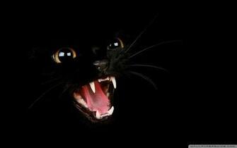 Bad Kitty HD Desktop Wallpaper High Definition Fullscreen Mobile