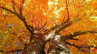 Foliage Wallpaper