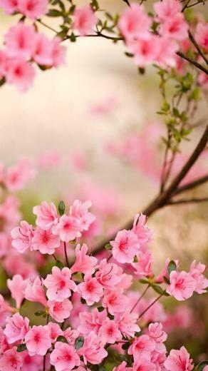 Spring Flowers Live Wallpaper Android Apps On Google Play