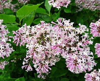 Image Pink Lilac Bush