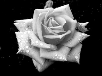 The Reshwan Rose Named By Red Society