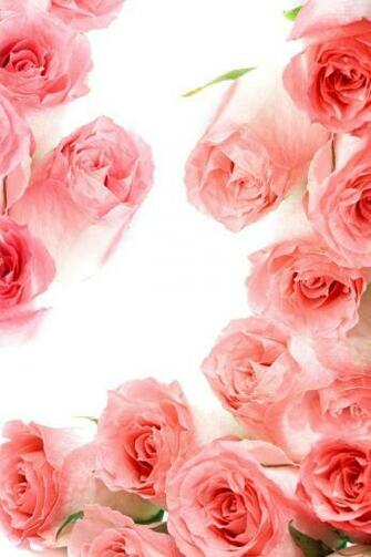 Roses iPhone 4s Wallpaper HD Retina
