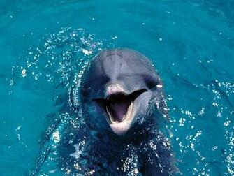Ocean Animals HD Wallpaper