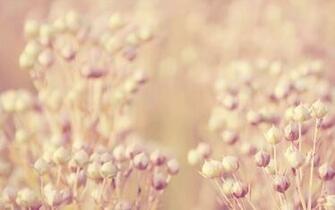 Floral Desktop Background