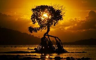 Wallpaper Tree Sunset Roots Shore Bali 4k