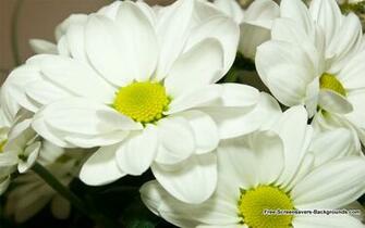 Flower Screensavers And Wallpaper