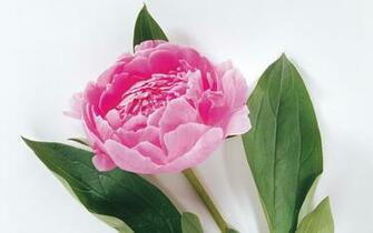 Rose Wallpaper HD For Walls Mobile Phone Widescreen