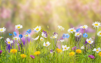 Spring Aesthetic Wallpaper