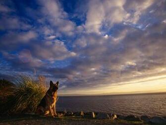 German Shepherd Wallpaper Pictures Photos And Background