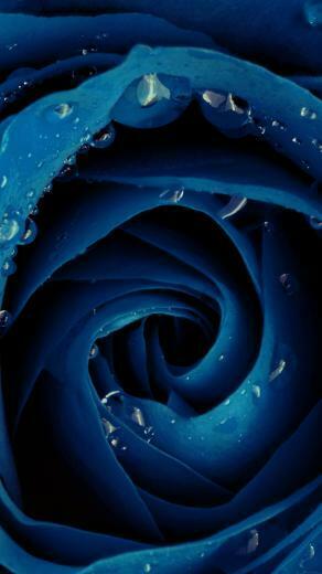 Beautiful Blue Rose Flower Nature Android Wallpaper HD