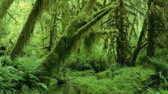 Superb Forest Wallpaper