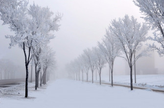Winter Trees