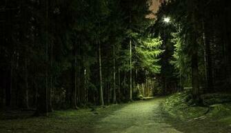 Forest Park Wallpaper
