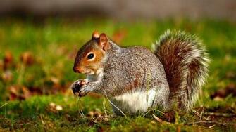 Wild Animals HD Wallpaper Super