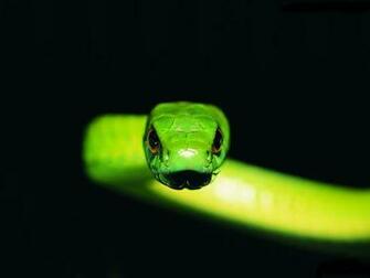 Bamboo Snake Wallpaper HD