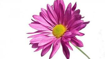 Pink Daisy 1080p Wallpaper HD