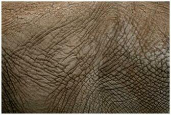 Elephant Skin By Criticalphotography