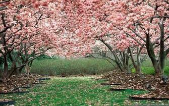 Wallpaper Flower General Landscape